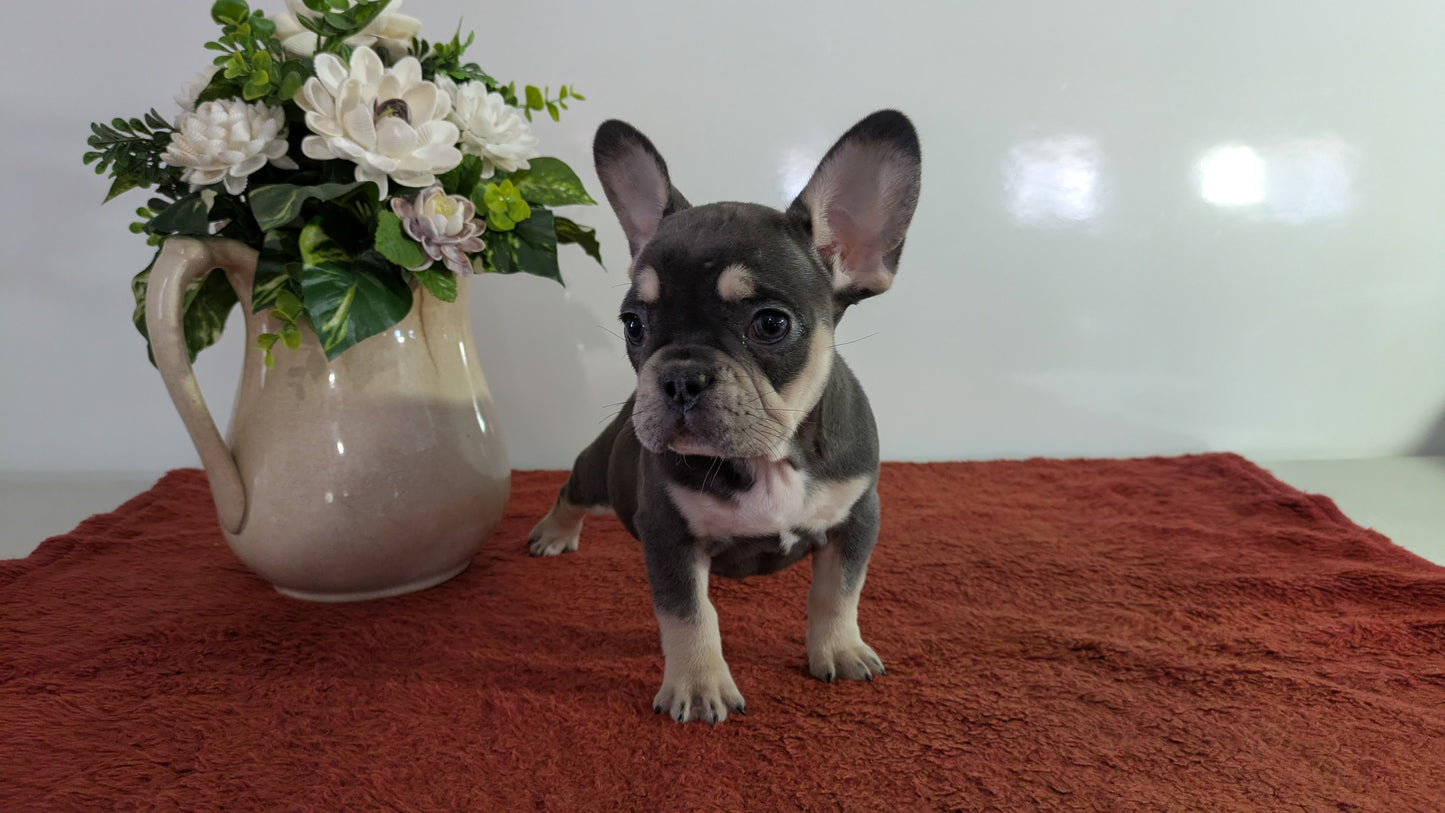 FRENCH BULLDOG (12/21) FEMALE