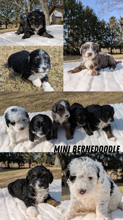 MINI BERNEDOODLE (02/03) MALE