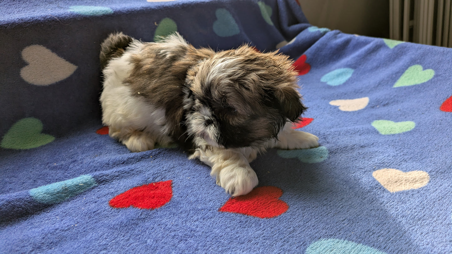 SHIH TZU (10/23) FEMALE