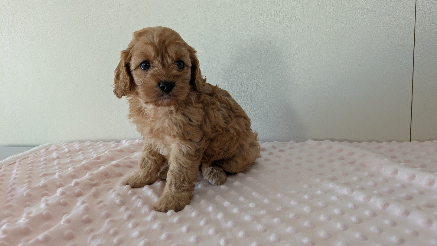 CAVAPOO (12/31) FEMALE