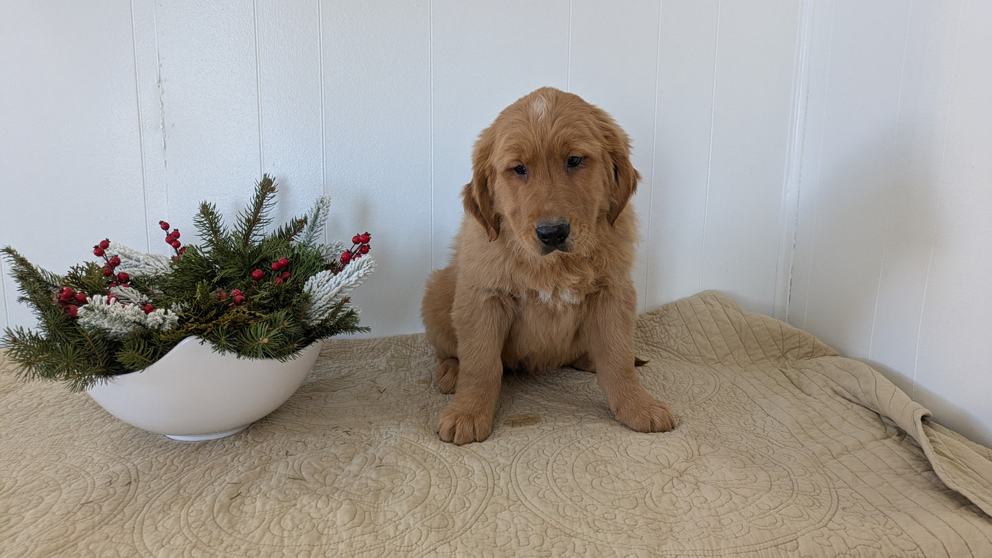 GOLDEN RETRIEVER (11/13) MALE