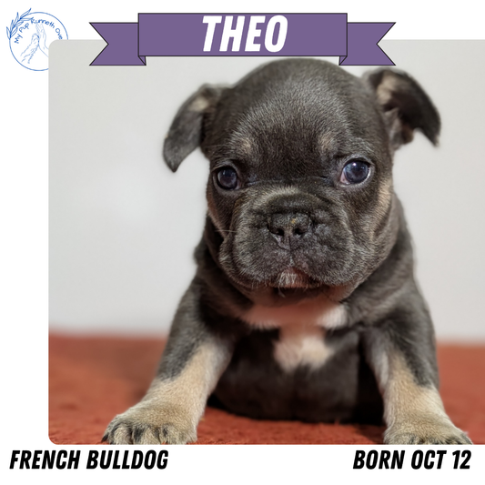 FRENCH BULLDOG (12/21) MALE