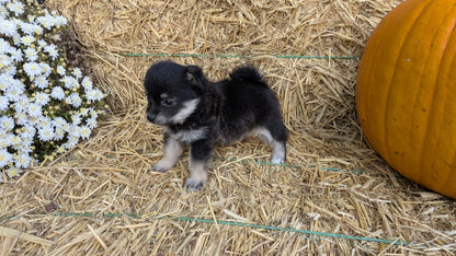 POMSKY-POO (08/13) FEMALE