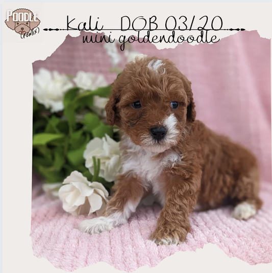 MINI GOLDENDOODLE (03/20) FEMALE