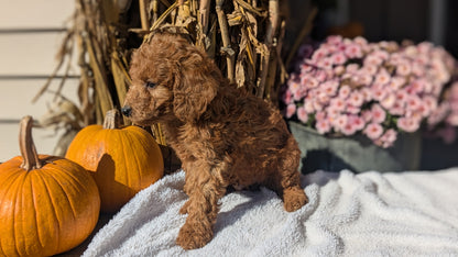 MINI POODLE (08/20) MALE