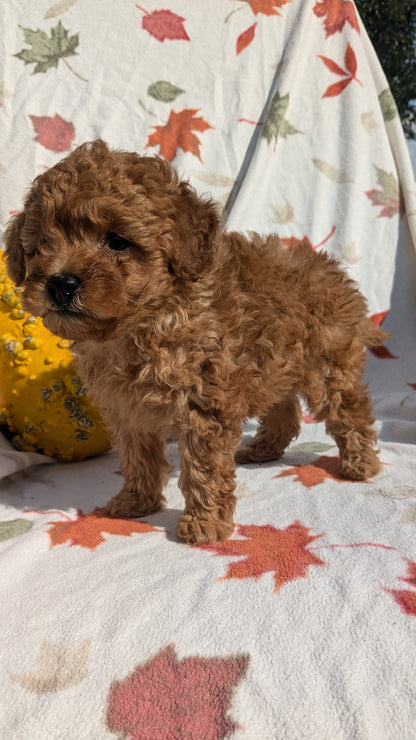 TOY POODLE (08/24) MALE