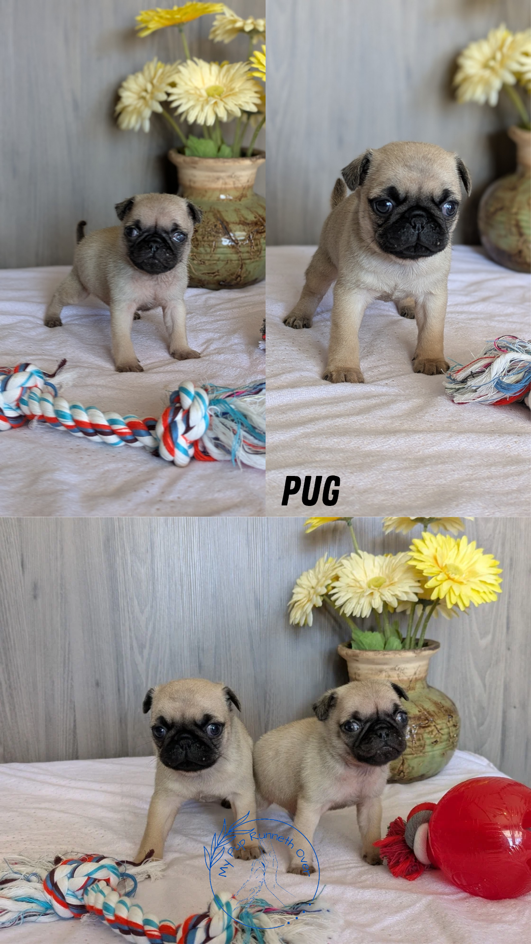 PUG (01/10) MALE