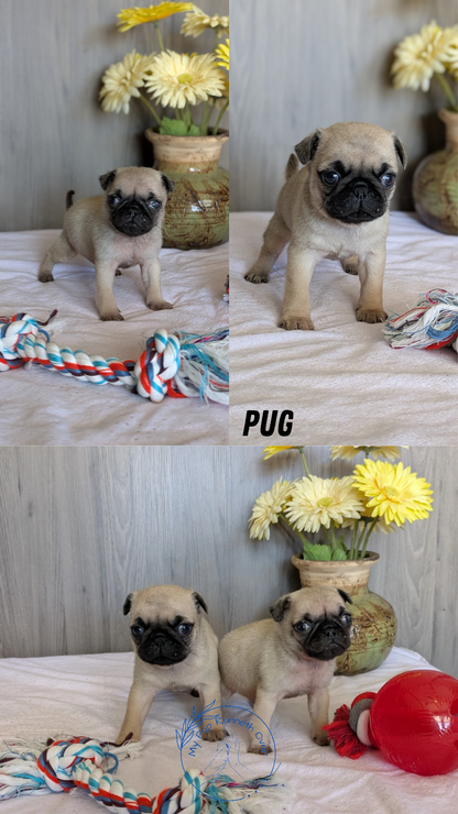 PUG (01/10) MALE