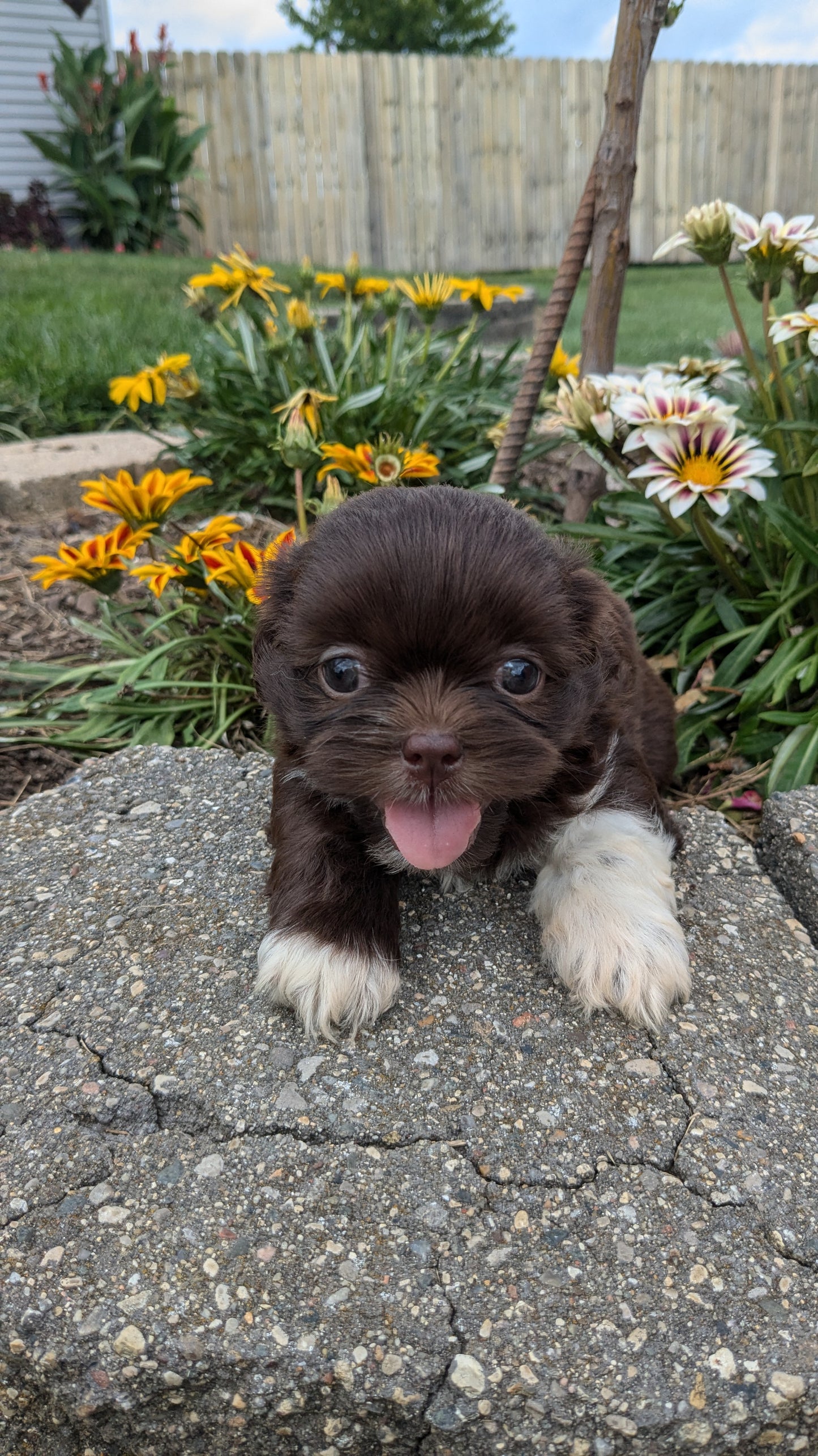 SHIH TZU (06/22) MALE