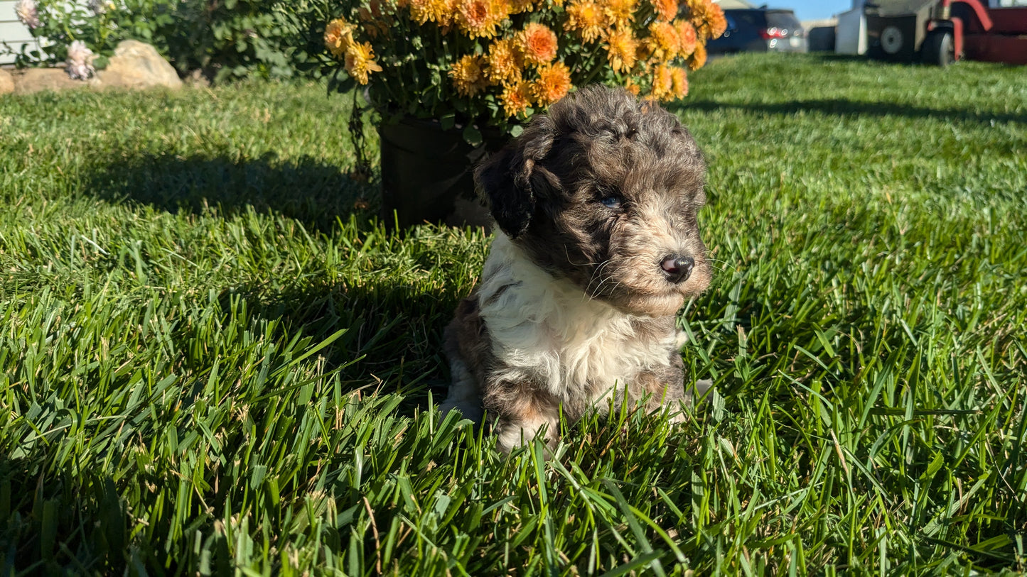 TOY POODLE (08/24) MALE