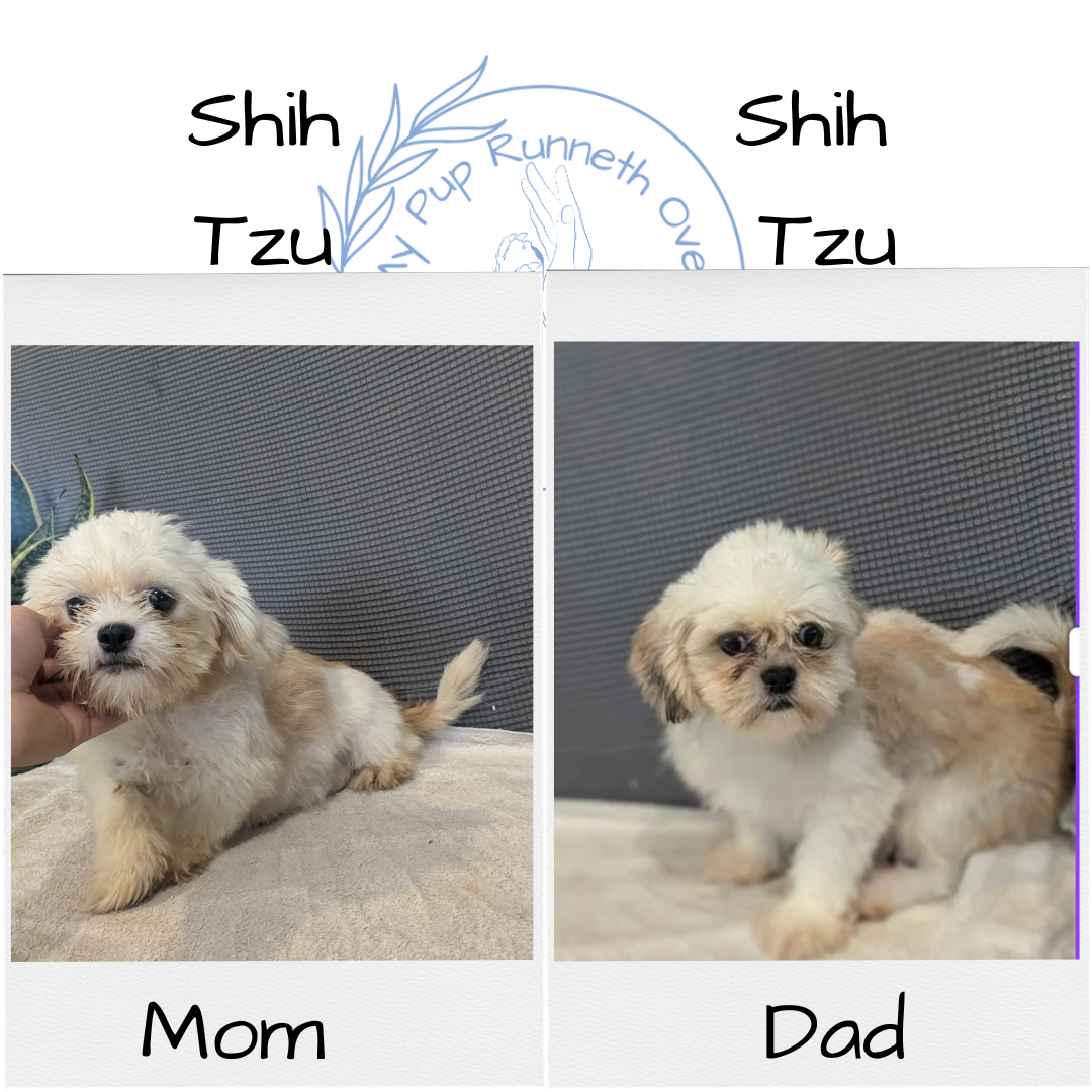 SHIH TZU (10/30) FEMALE