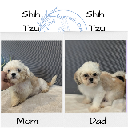 SHIH TZU (10/30) FEMALE