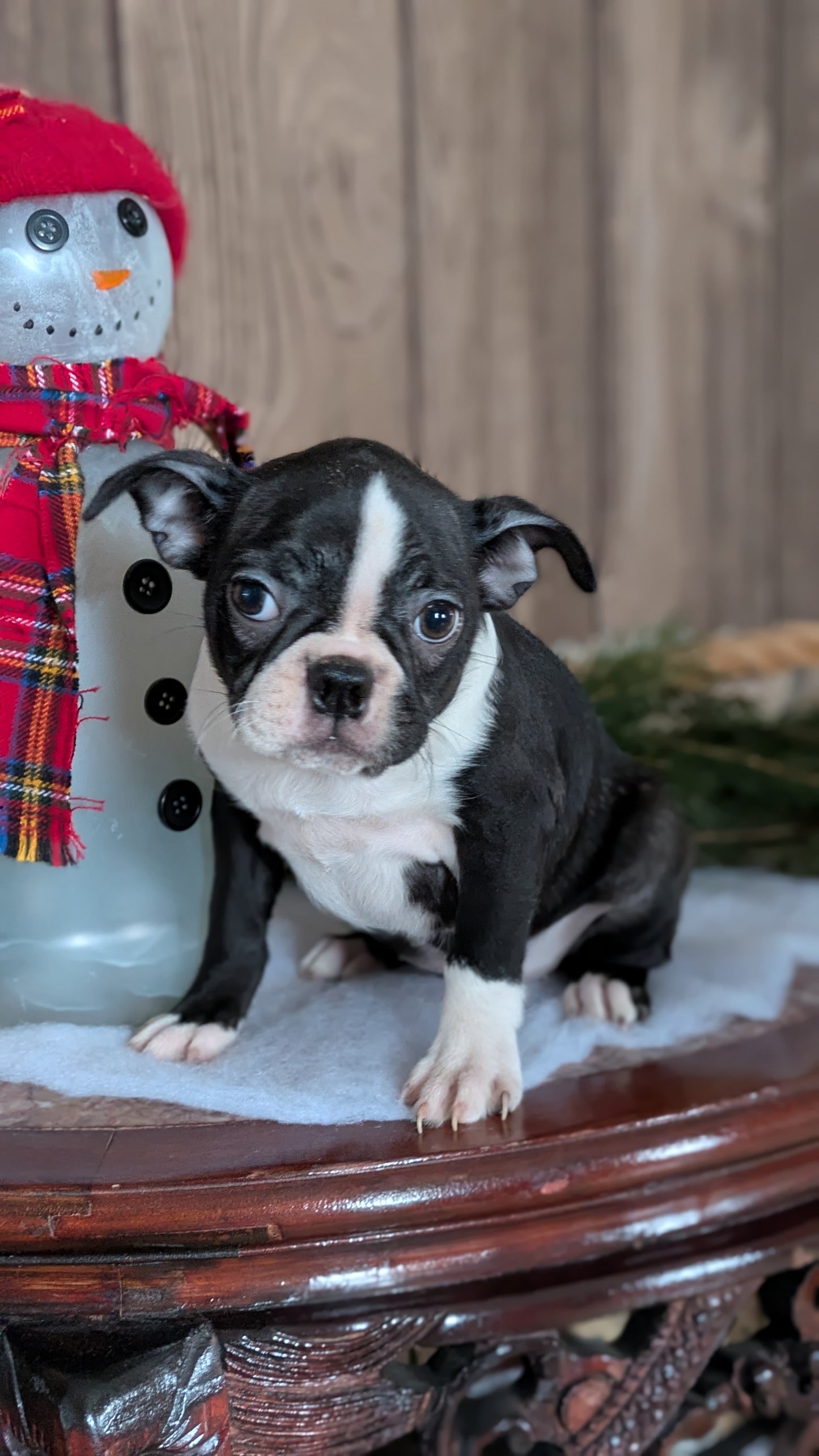 BOSTON TERRIER (10/26) FEMALE