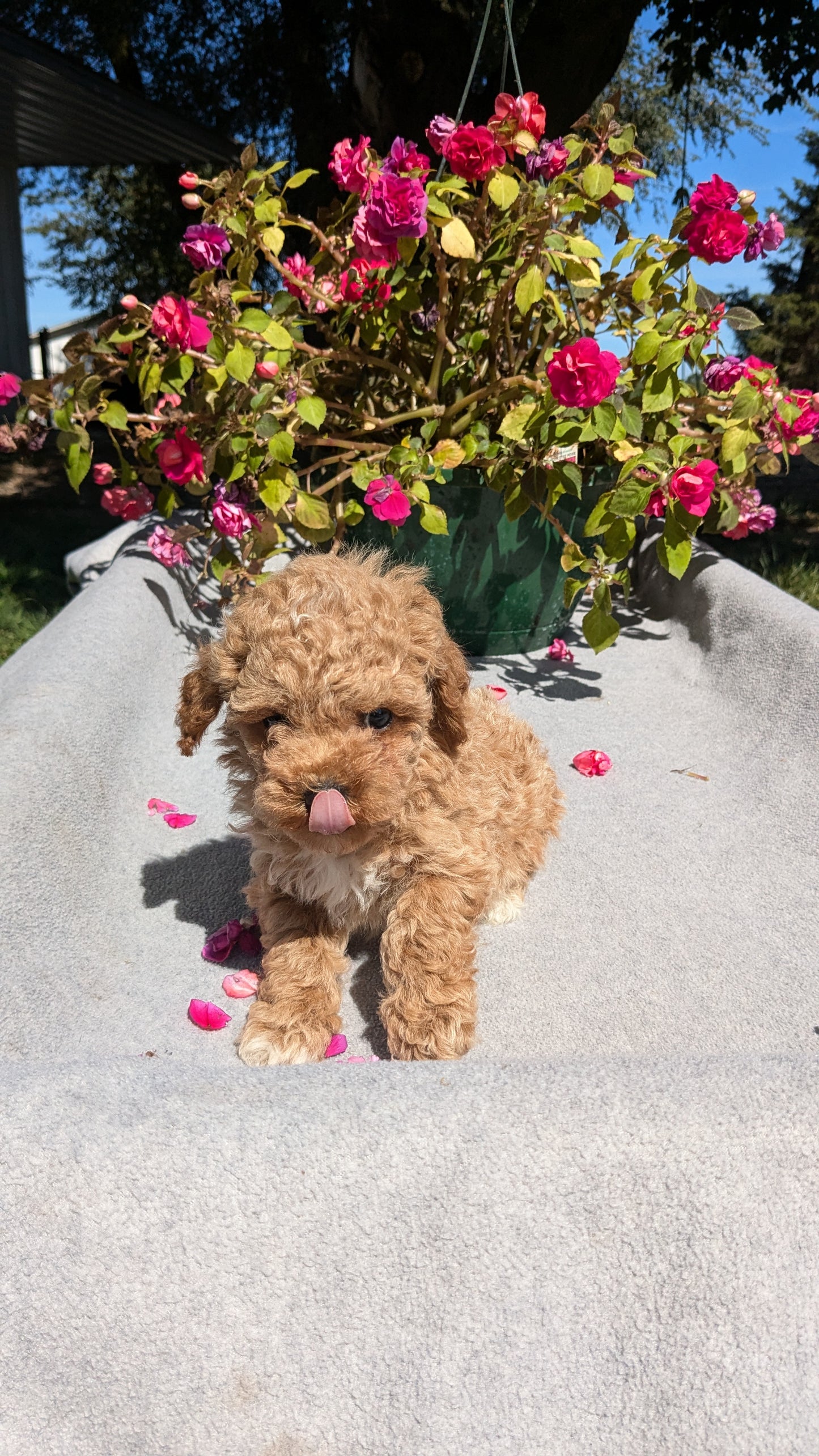 TOY POODLE (07/20) MALE