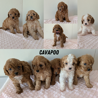 CAVAPOO (12/31) FEMALE