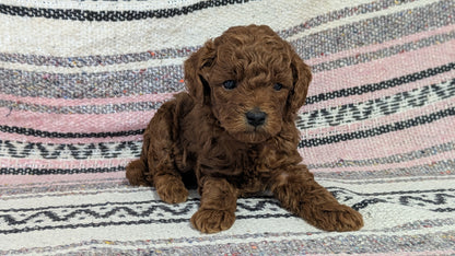 TOY POODLE (12/27) MALE