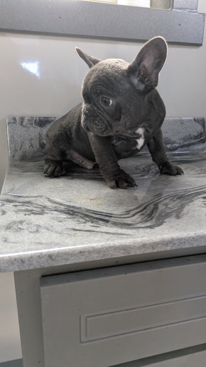 FRENCH BULLDOG (10/12) MALE