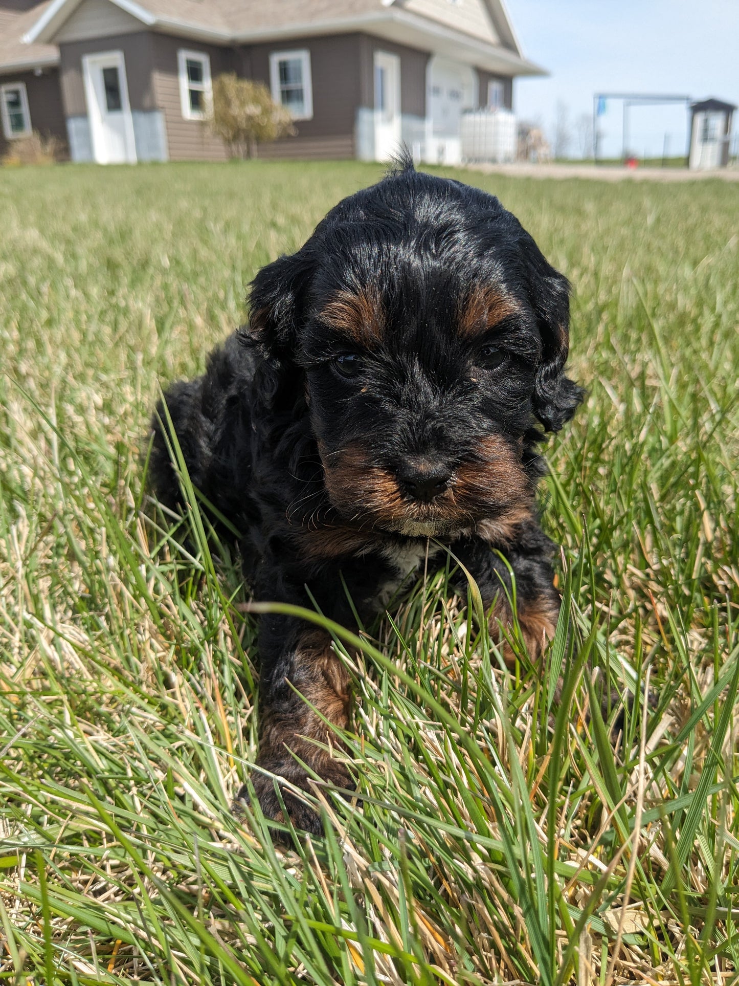 COCKAPOO (03/09) FEMALE