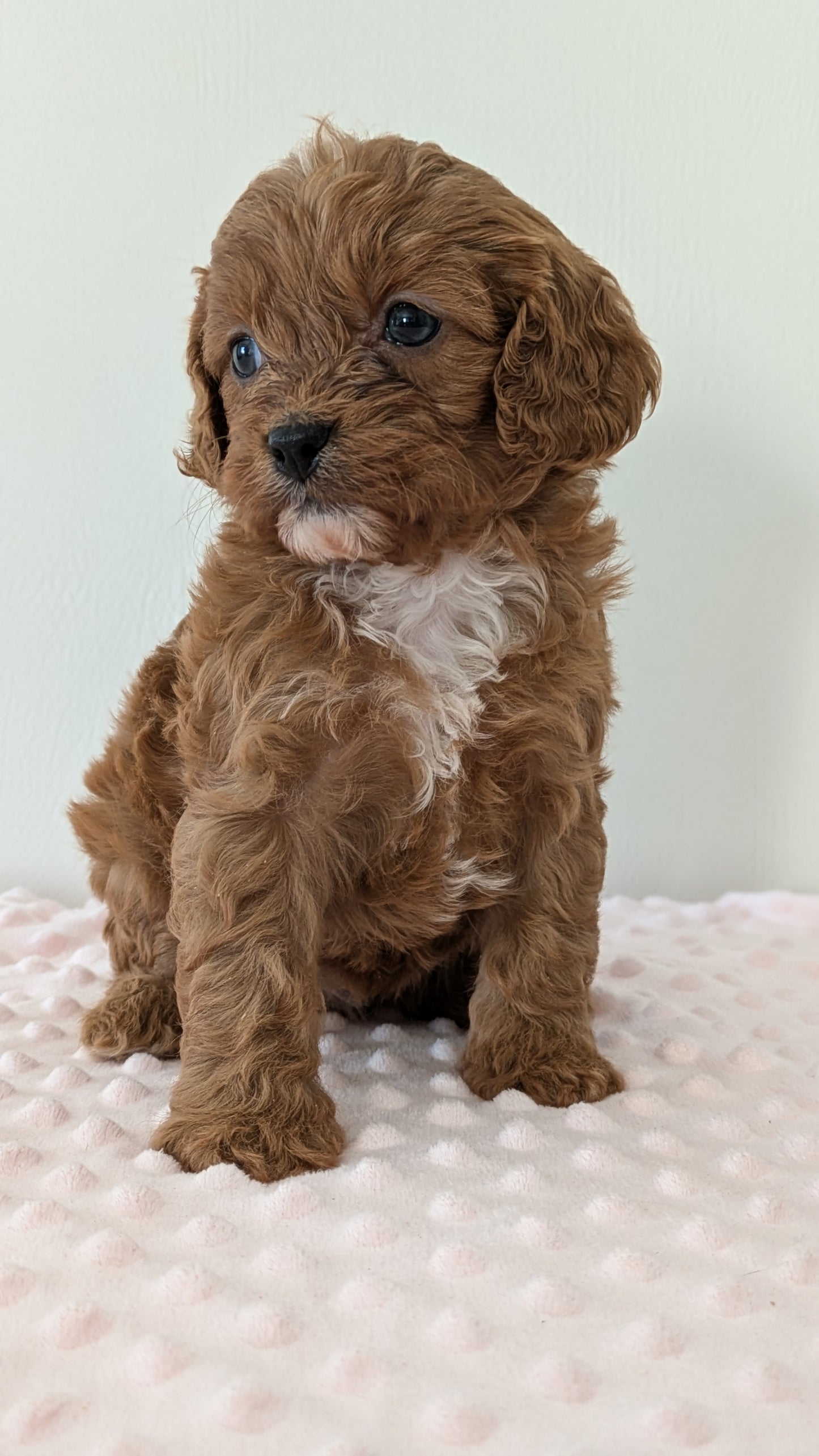 CAVAPOO (12/31) FEMALE