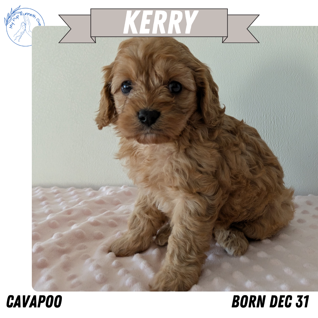 CAVAPOO (12/31) FEMALE