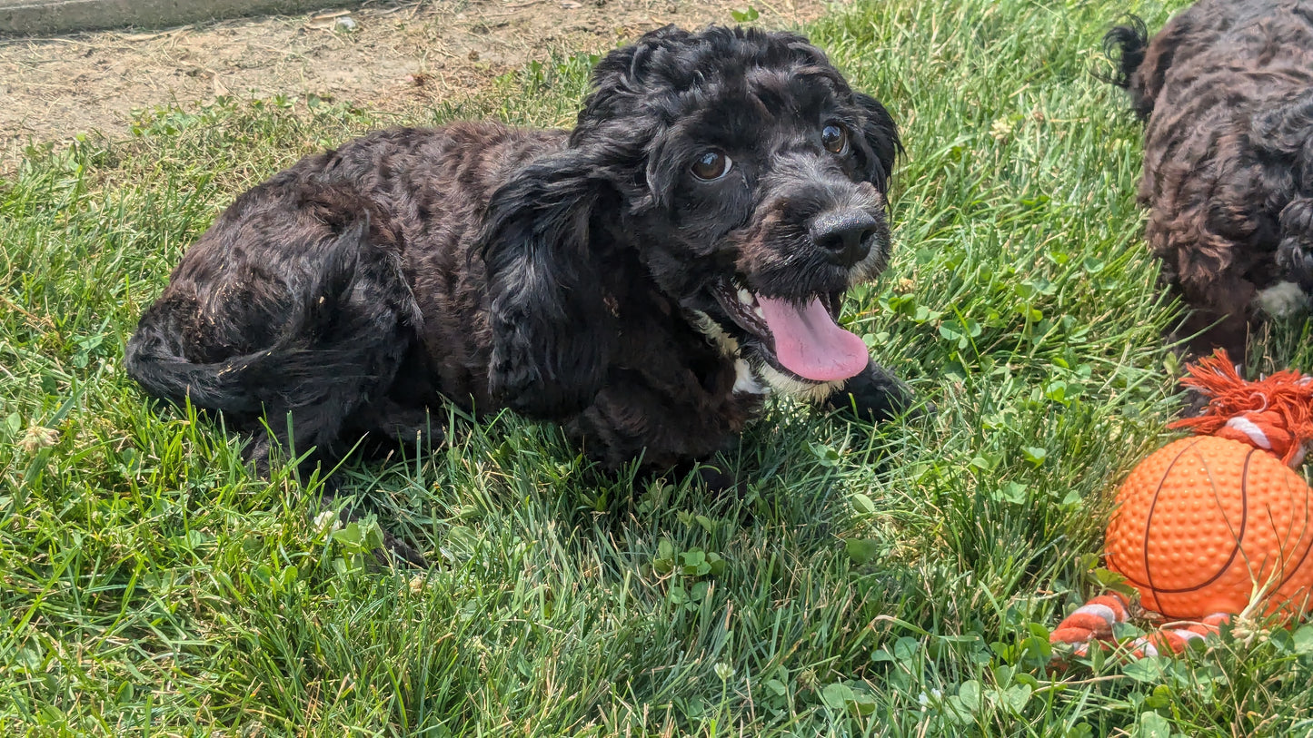 COCKAPOO (01/01) MALE