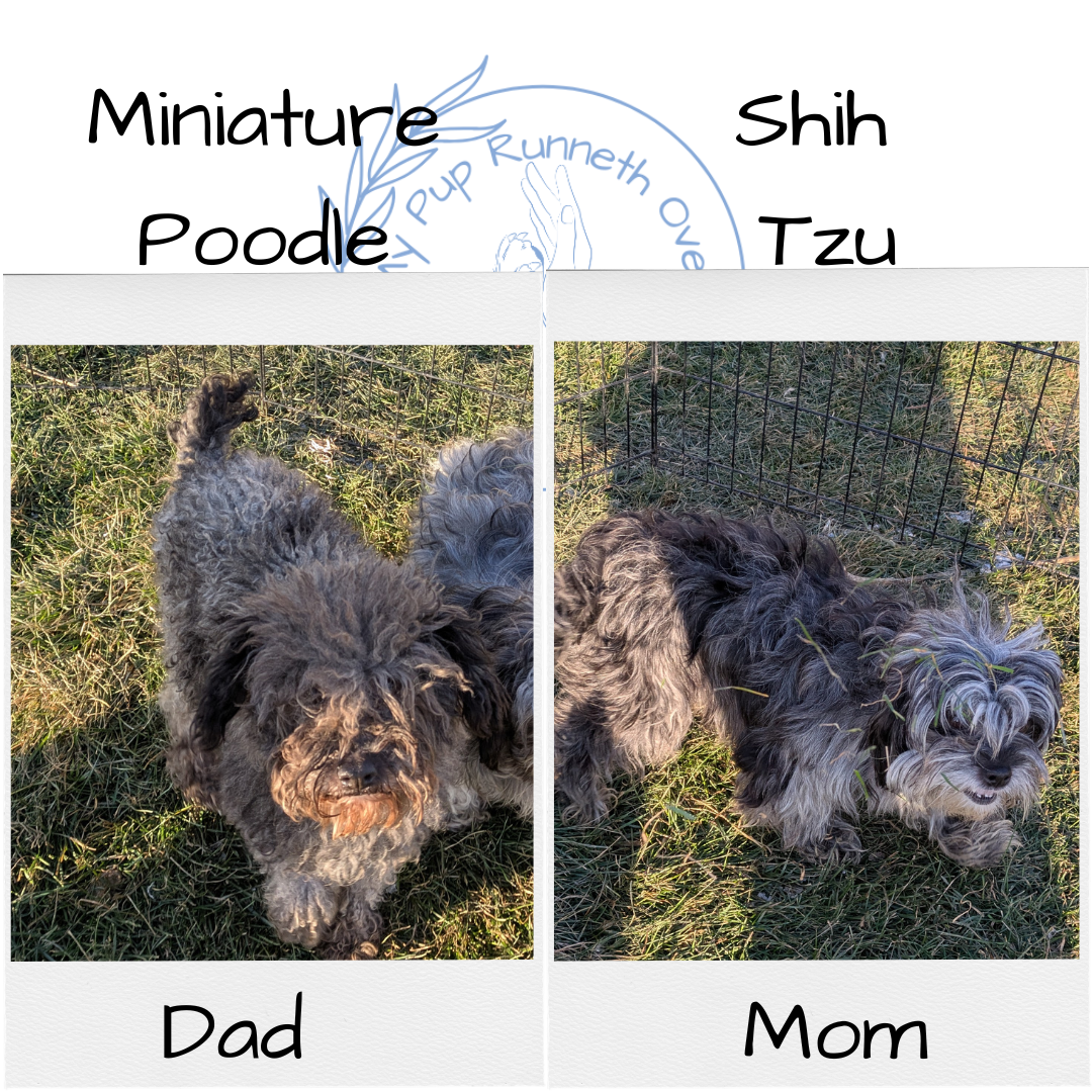 SHIHPOO (10/27) MALE