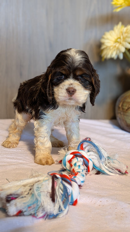 COCKER SPANIEL (12/21) FEMALE