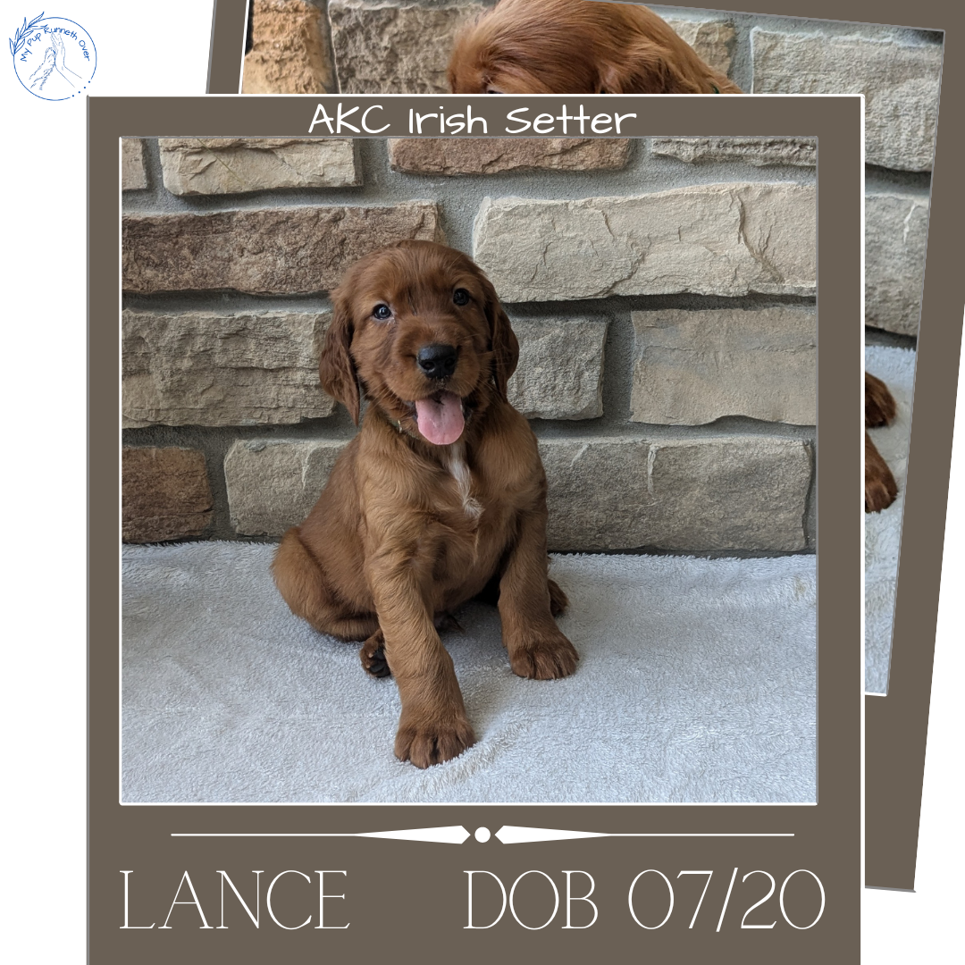 IRISH SETTER (07/20) MALE