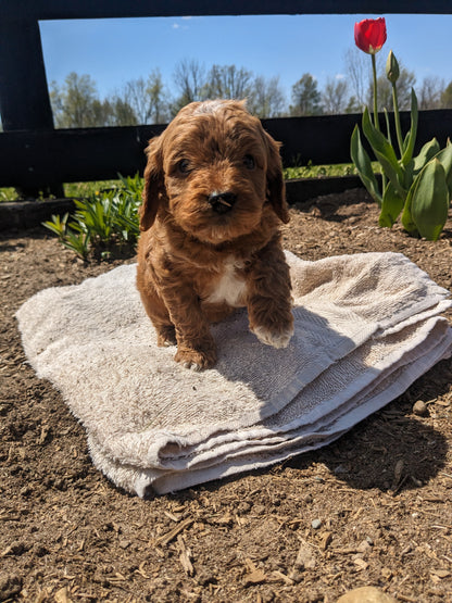 CAVAPOO (03/17) MALE