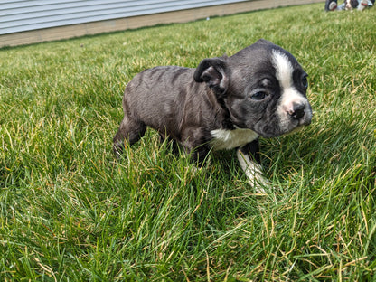 BOSTON TERRIER (02/04) MALE