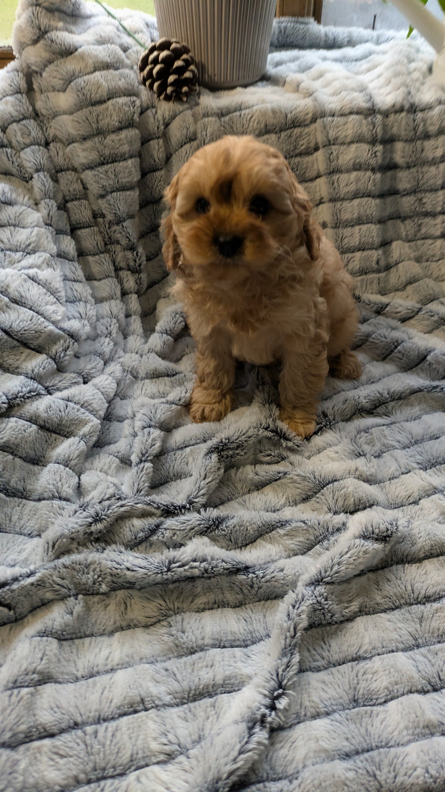 CAVAPOO (11/05) FEMALE