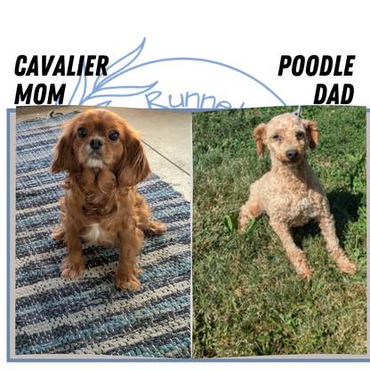 CAVAPOO (12/31) FEMALE