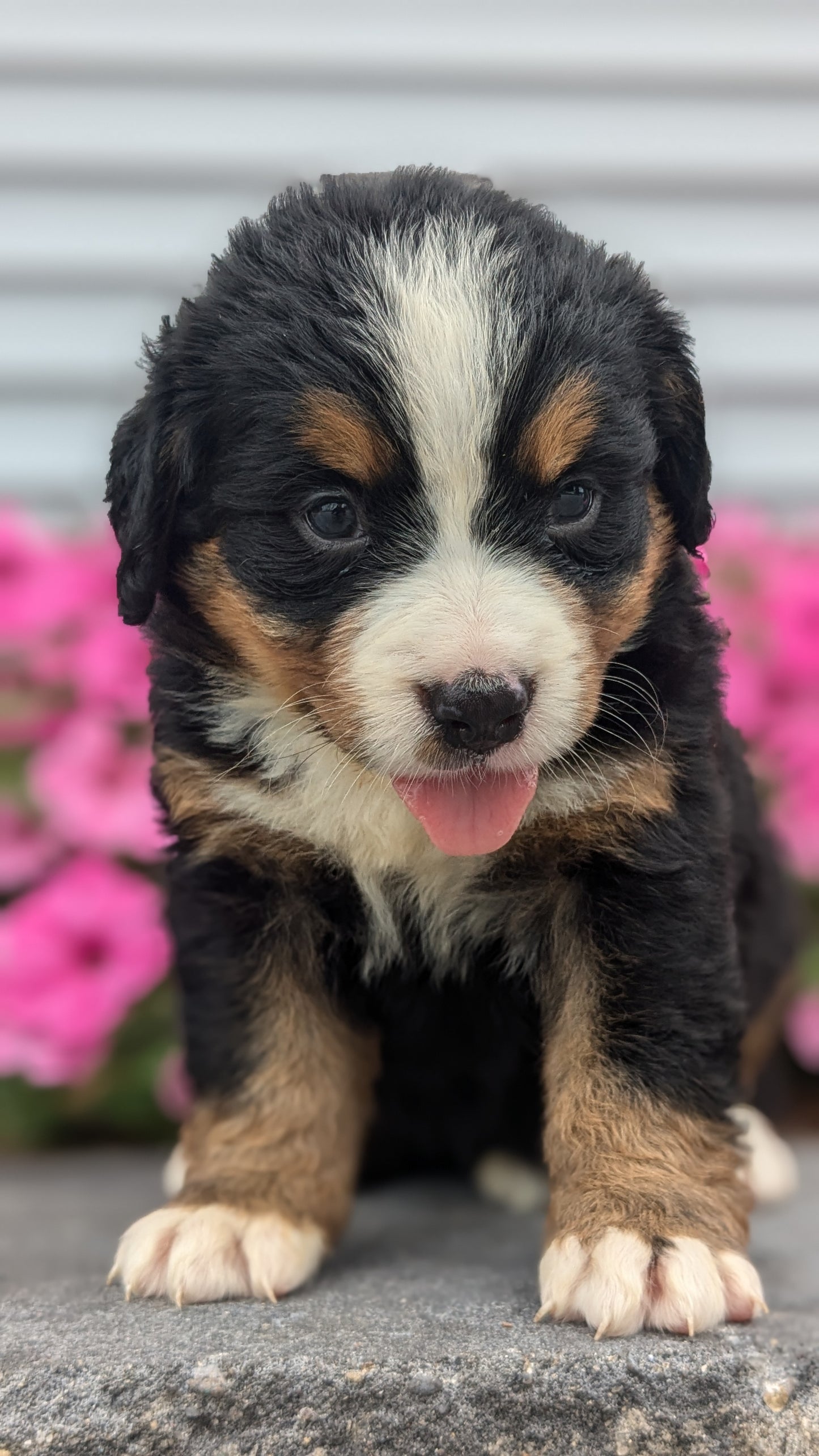 BERNESE MOUNTAIN DOG (06/03) FEMALE