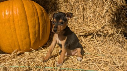 MINI PINSCHER (08/25) MALE