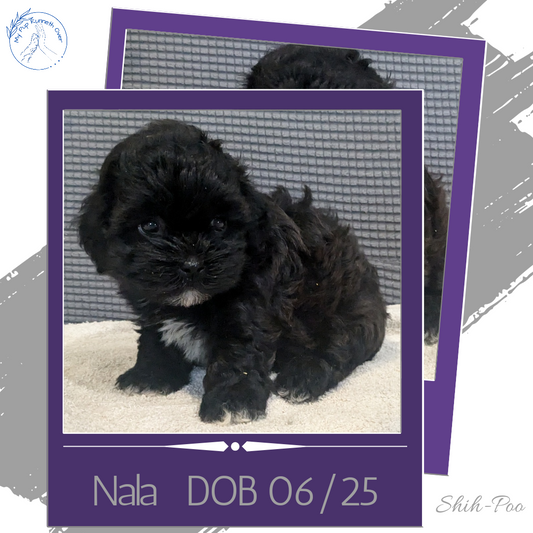 SHIH-POO (06/25) FEMALE