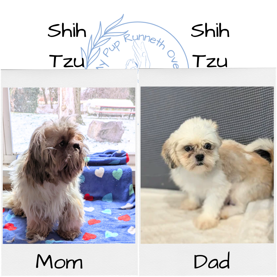 SHIH TZU (10/22) MALE