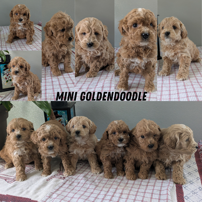 MINI GOLDENDOODLE (12/09) FEMALE