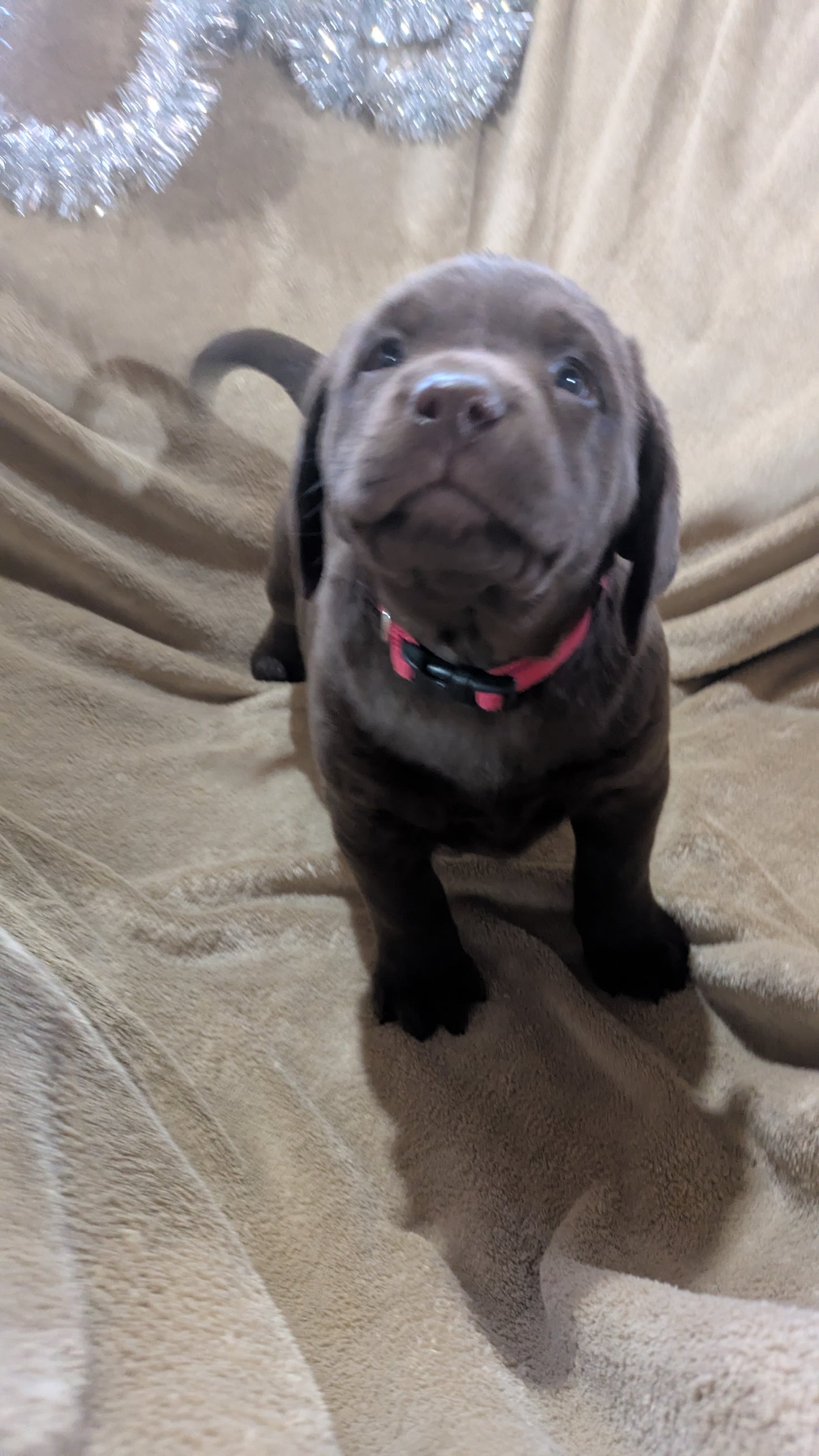 LABRADOR RETRIEVER (10/17) FEMALE