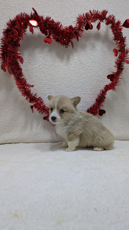 CORGI (12/19) MALE