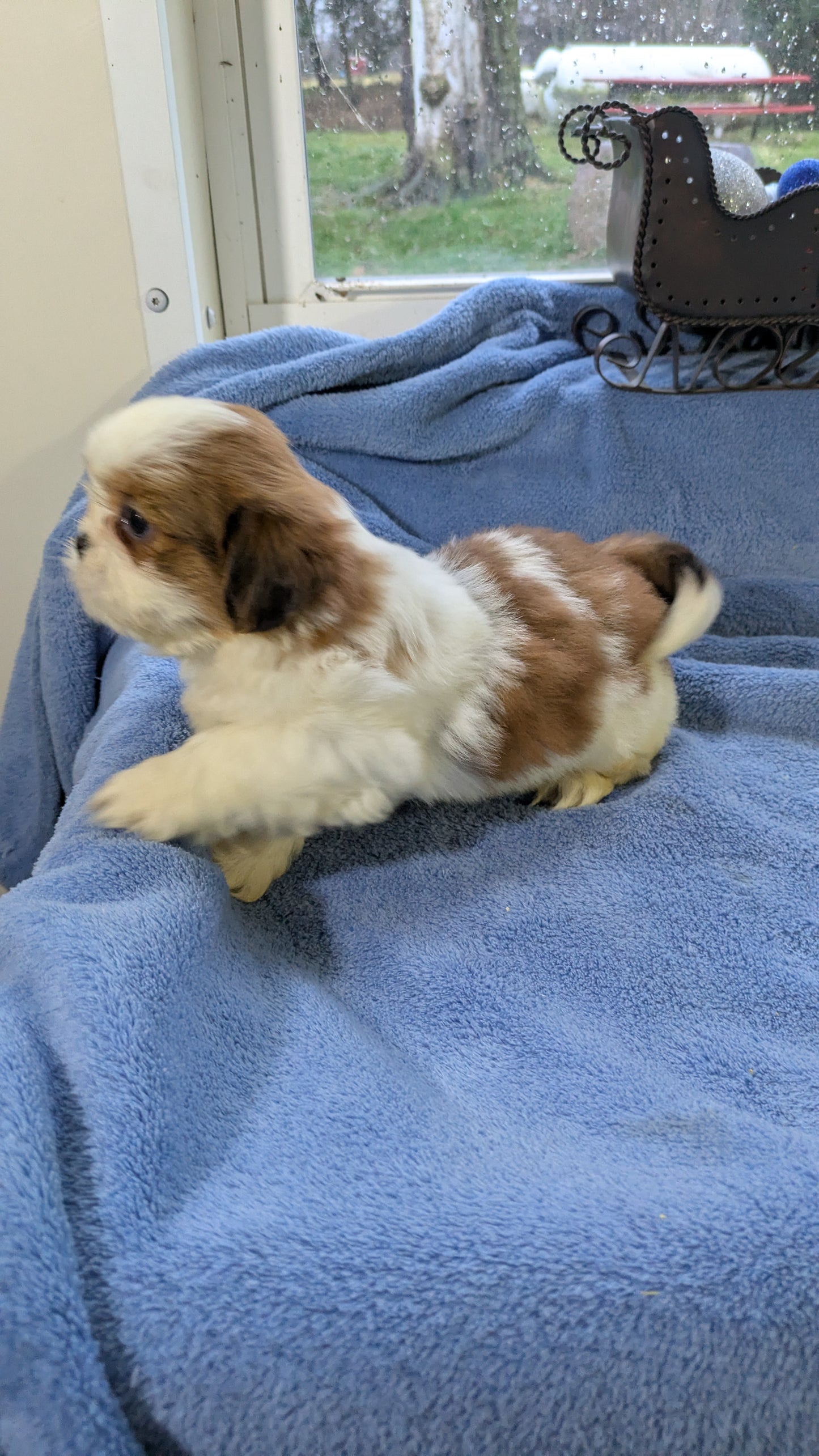 SHIH TZU (10/30) FEMALE