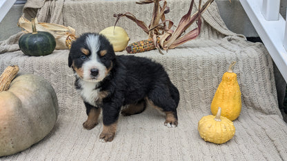 BERNESE MOUNTAIN DOG (08/18) MALE