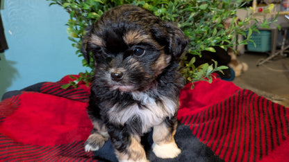 SHIHPOO (11/17) FEMALE