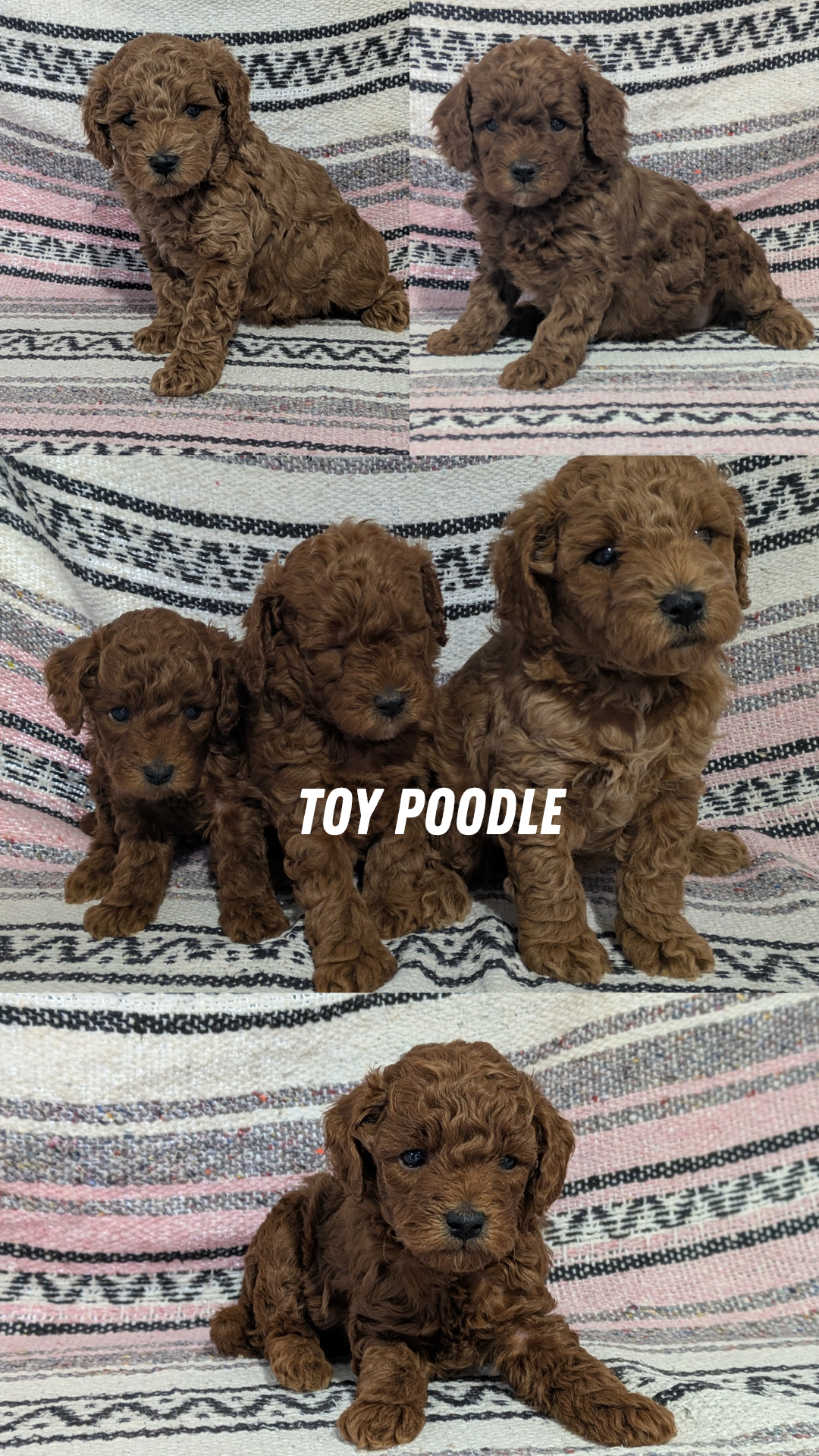 TOY POODLE (12/27) MALE