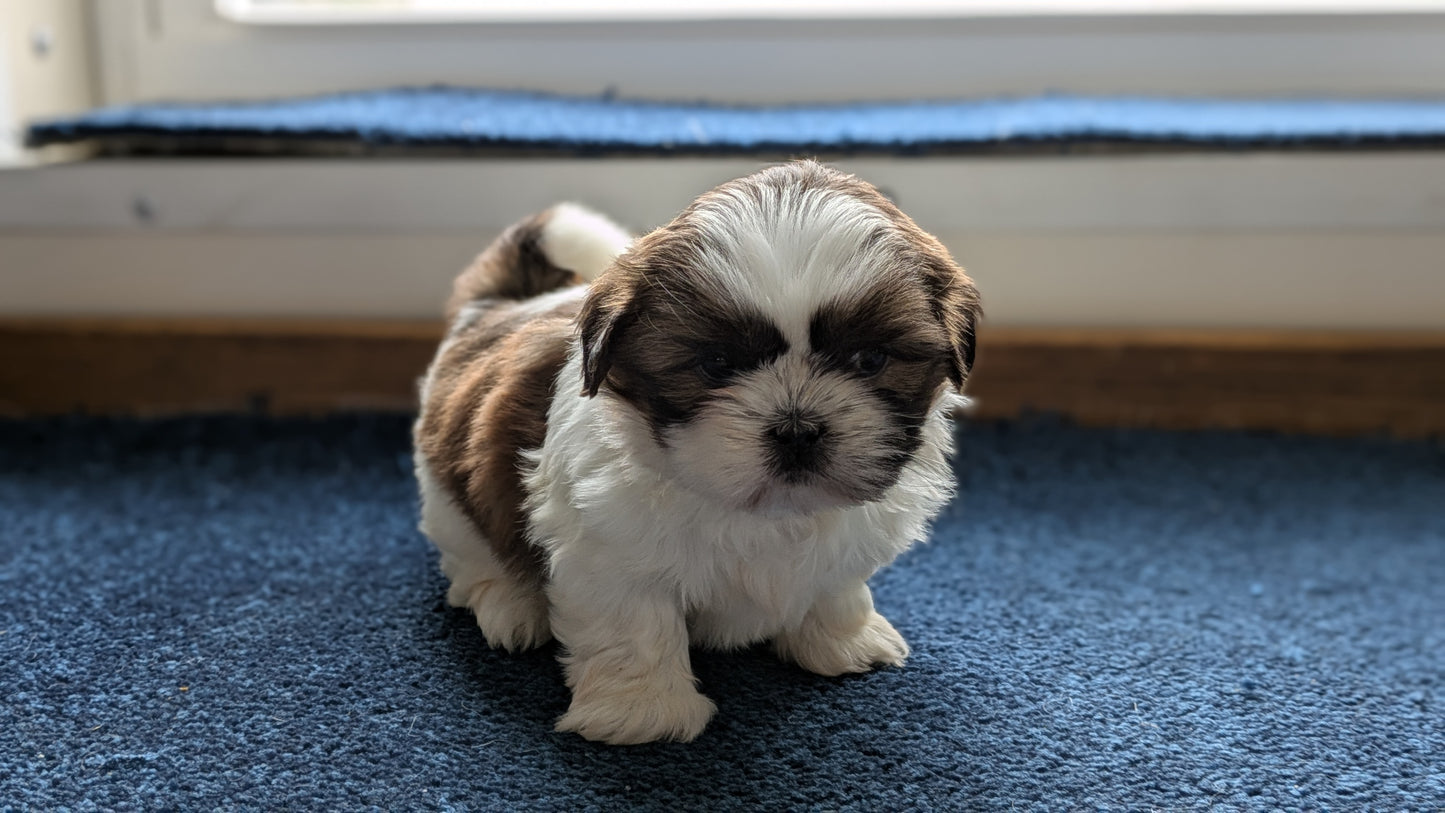 SHIH TZU (01/01) FEMALE