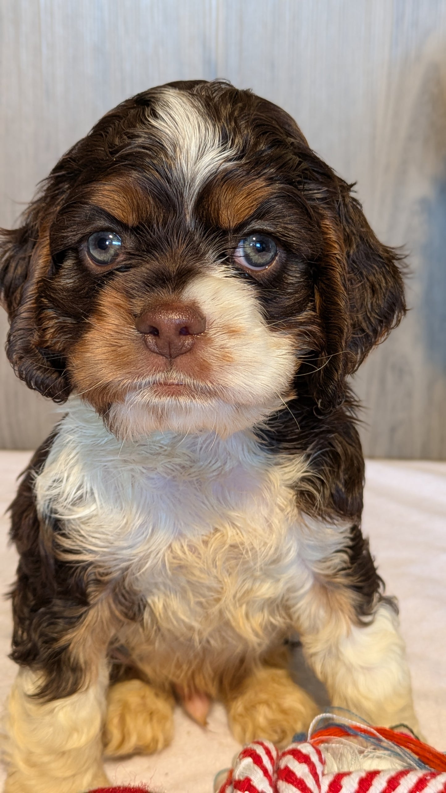 COCKER SPANIEL (12/21) MALE