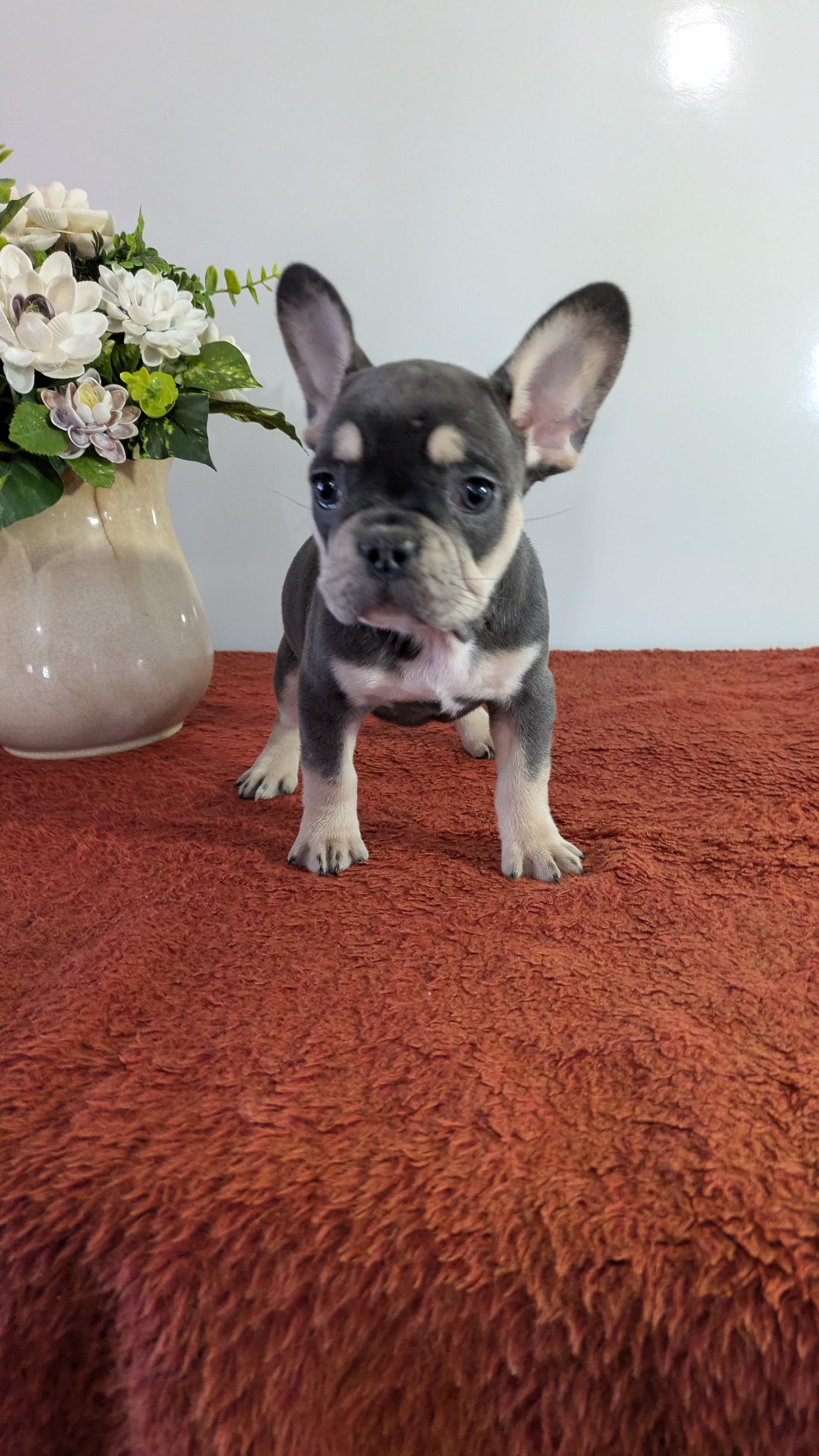 FRENCH BULLDOG (12/21) FEMALE