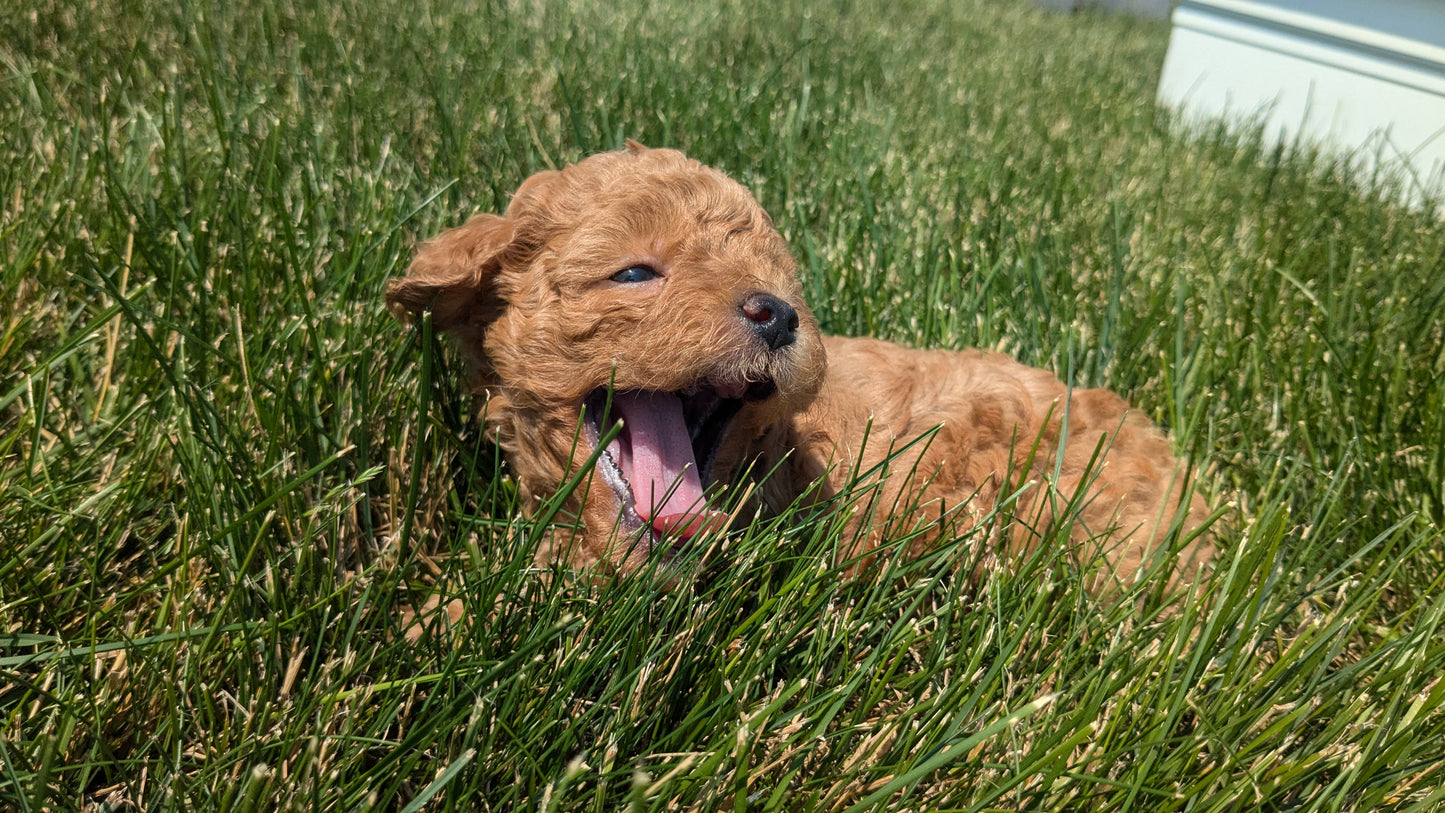 TOY POODLE (05/12) MALE