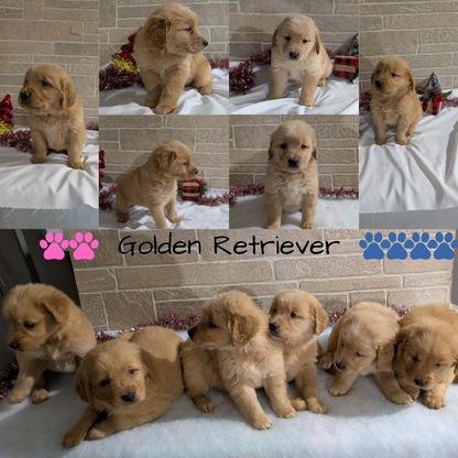 GOLDEN RETRIEVER (11/09) MALE