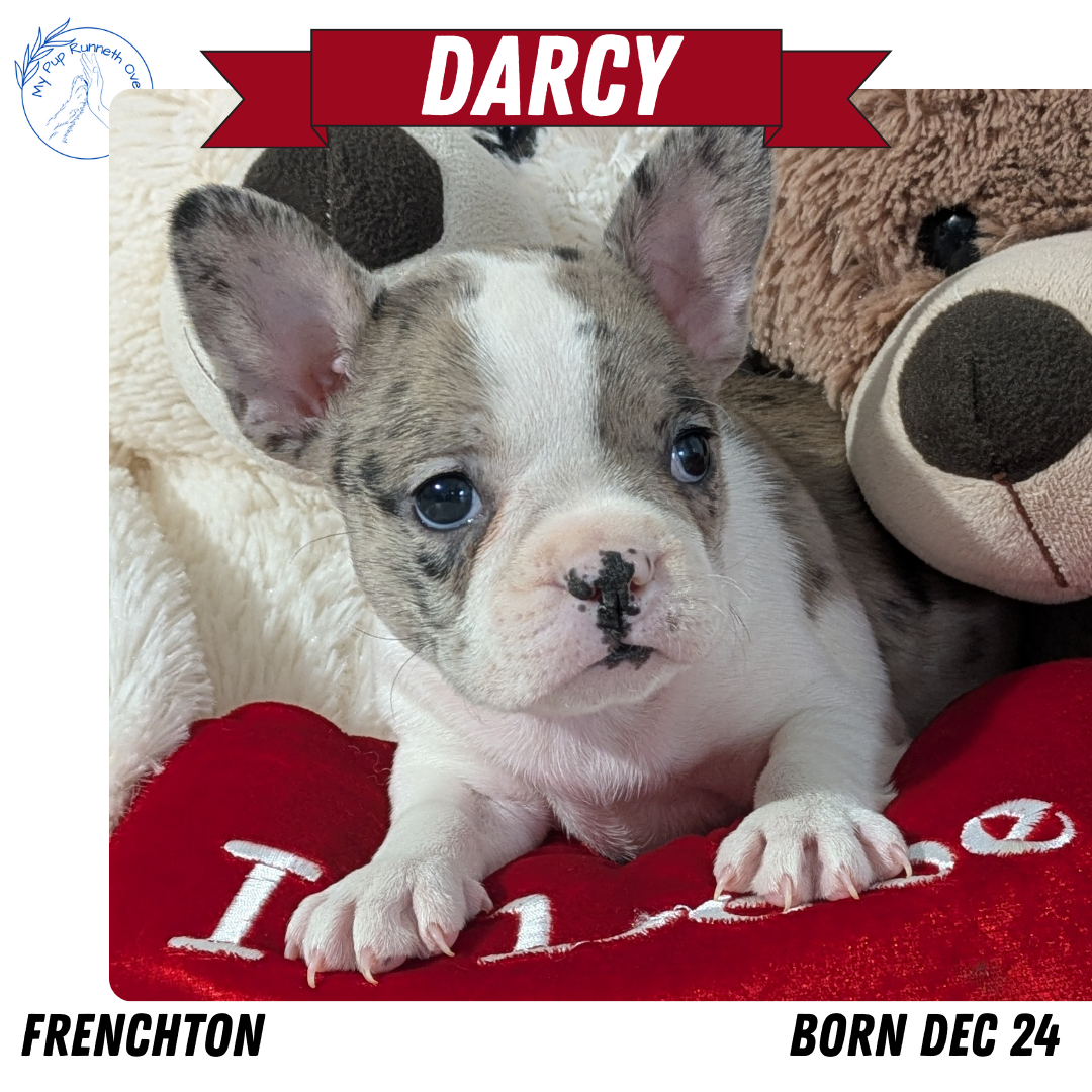 FRENCHTON (12/24) FEMALE