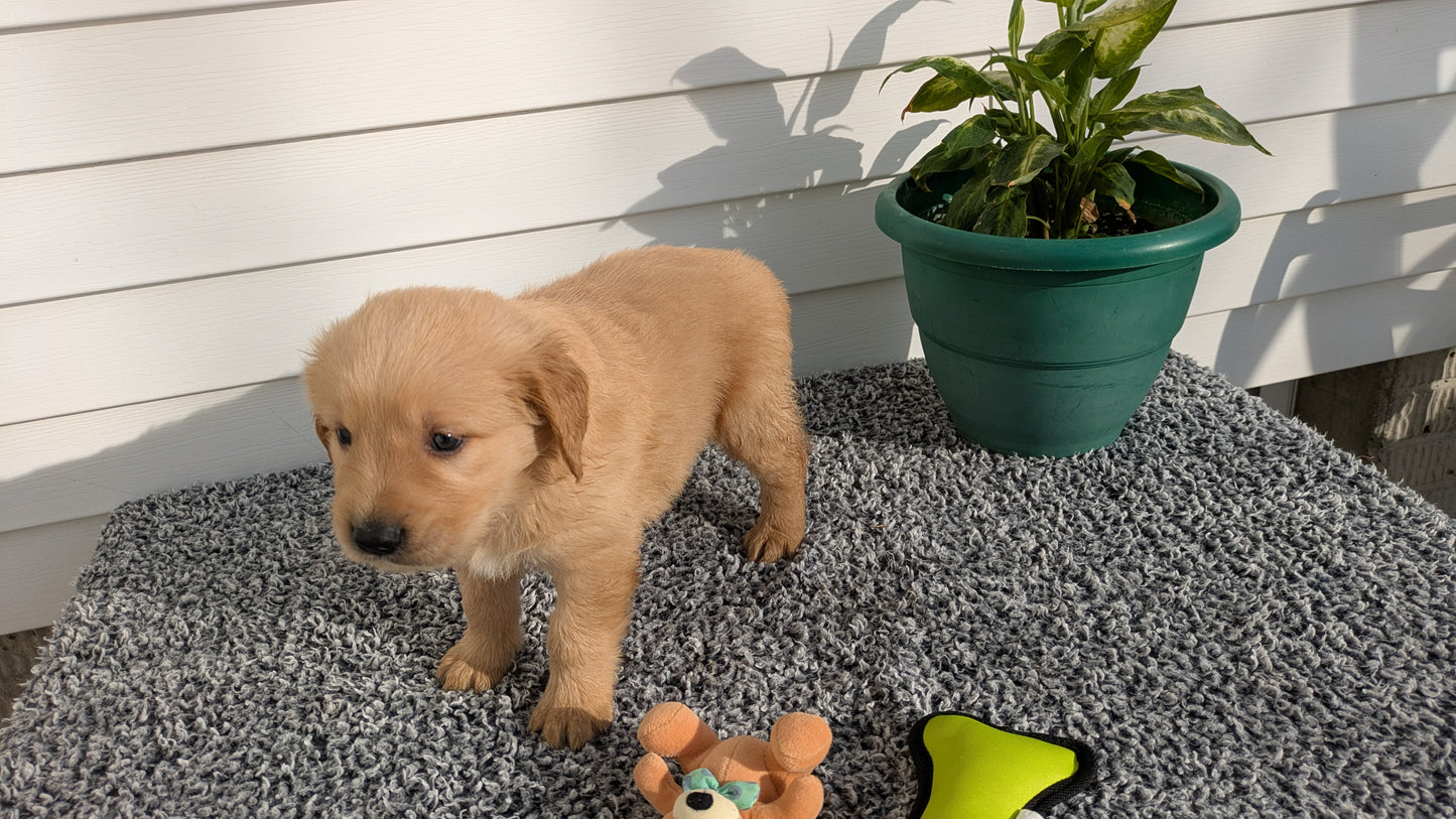 GOLDEN RETRIEVER (12/25) MALE